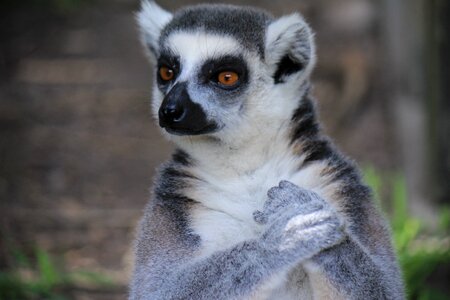 Animal animals exotic animal