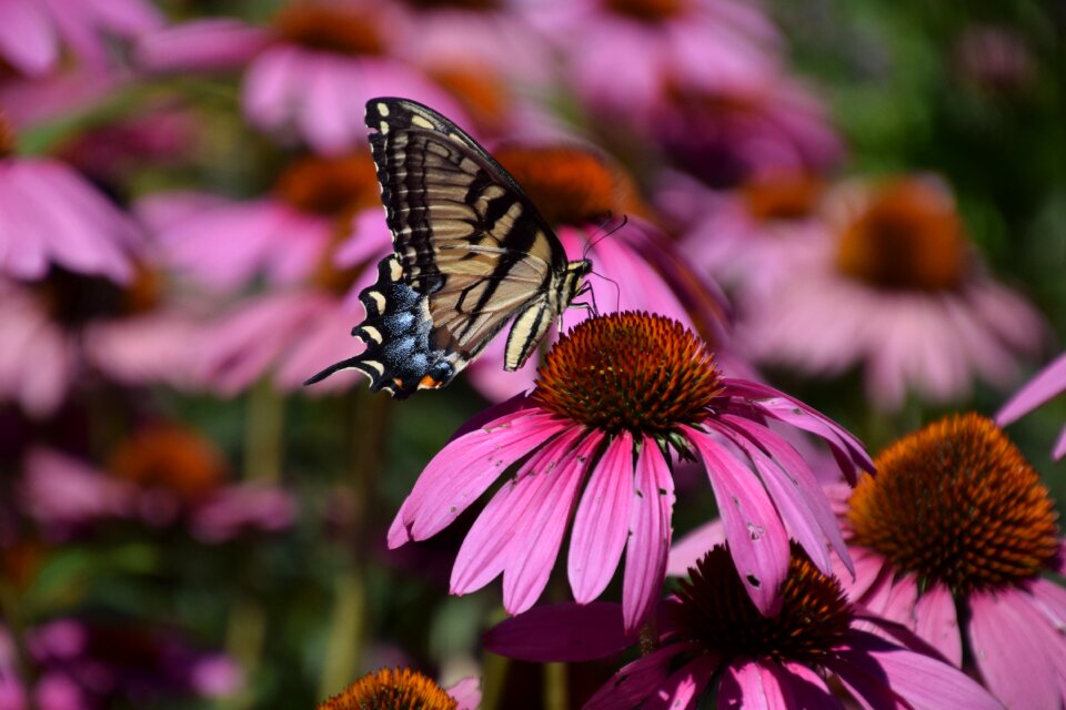 Flower insect summer