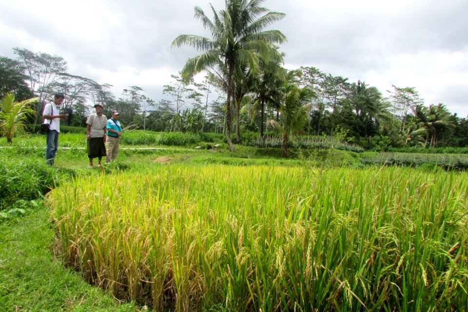 Perkiraan Curah Hujan Membantu Menurunkan Gagal Panen Petani Jagung (39594707592)