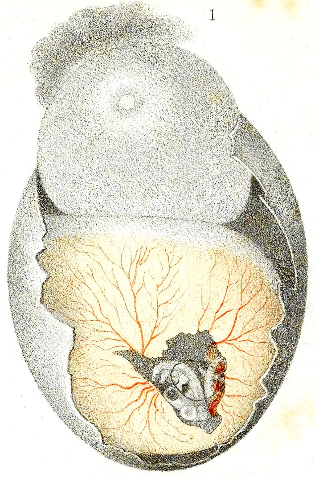 Panum Bird's egg dissected to show embryo within