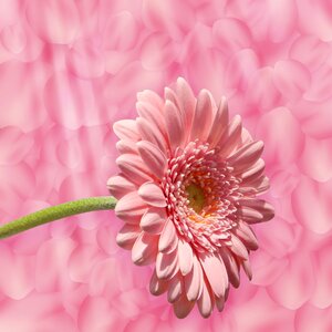 Pink design pink flower