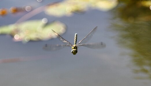 Waters animal world insect