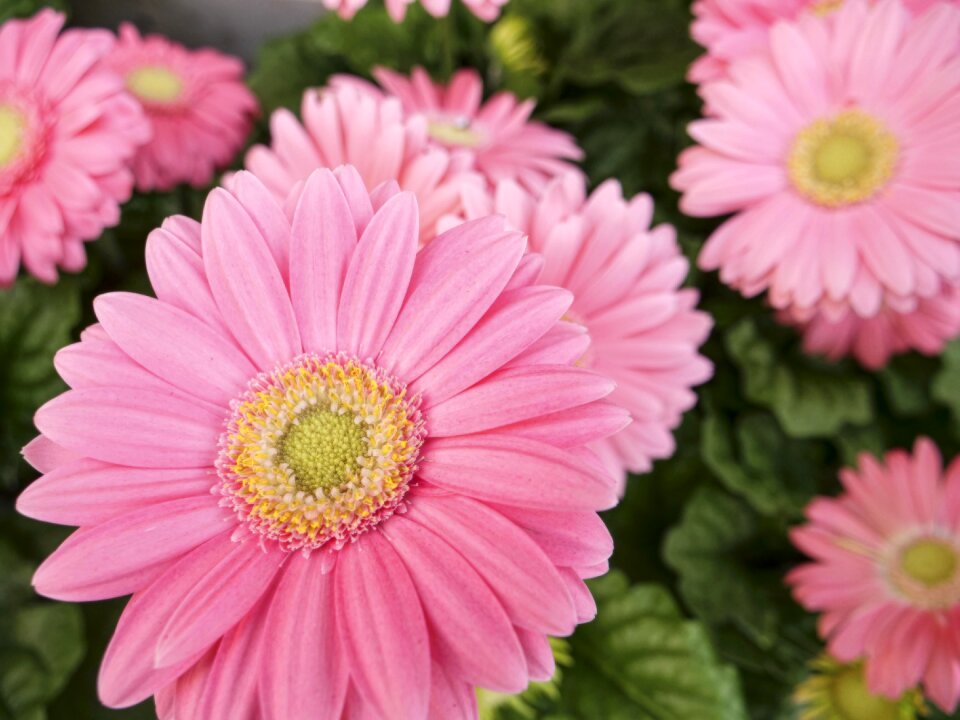 Nature petal floral photo