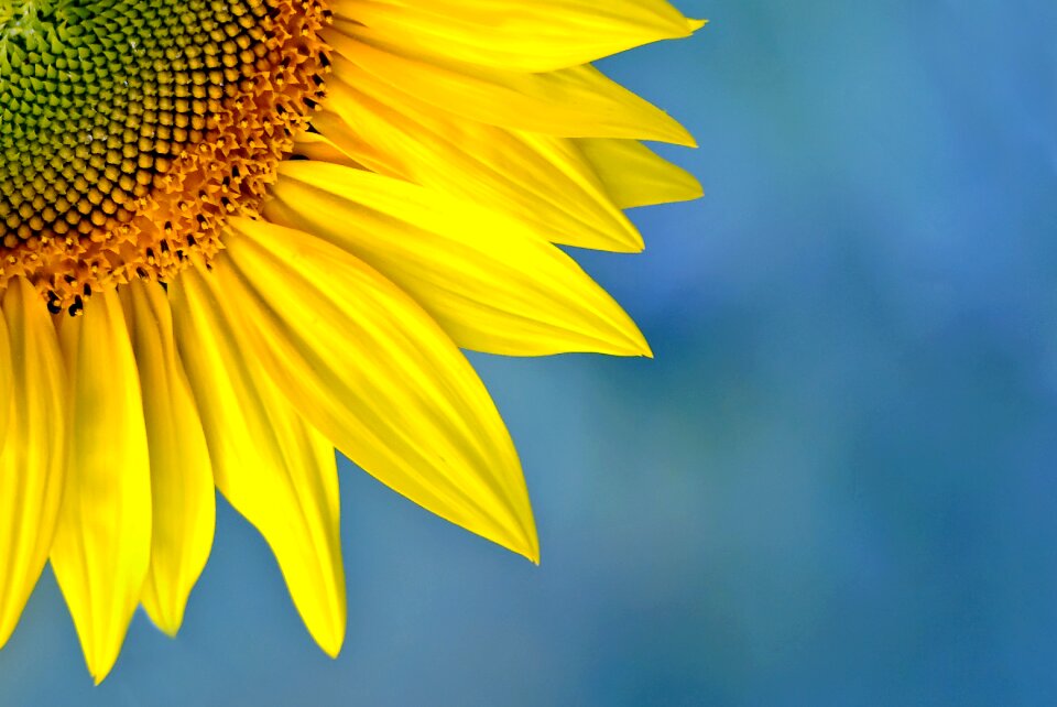 Flower sunflower color