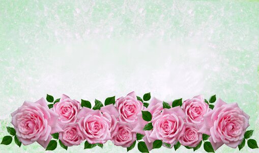 Roses flower decorated