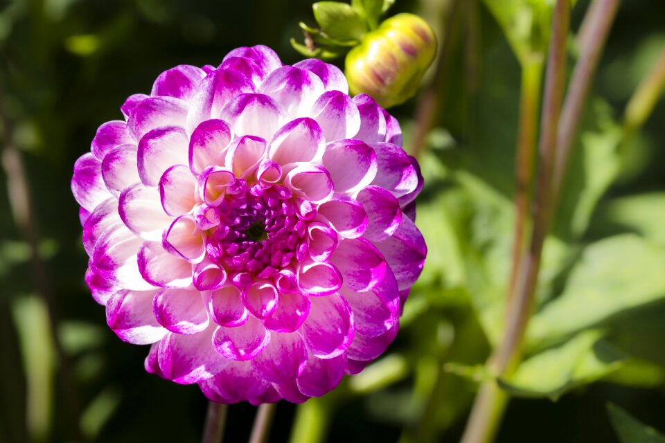 Flower dahlia garden dahlia flower