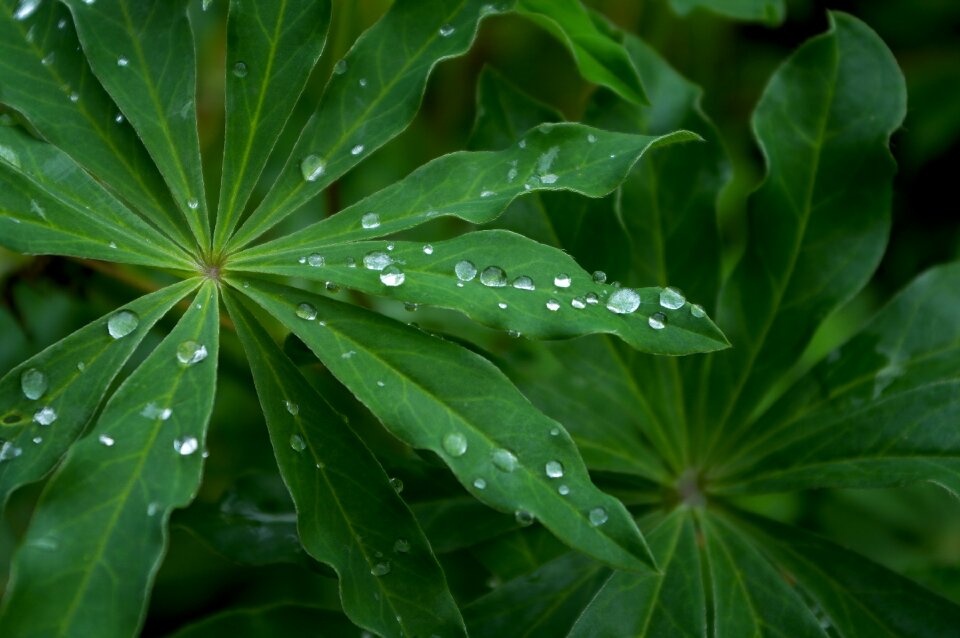 Foliage plant garden