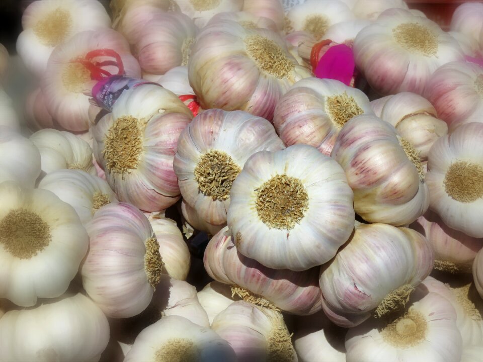 Plant nature market