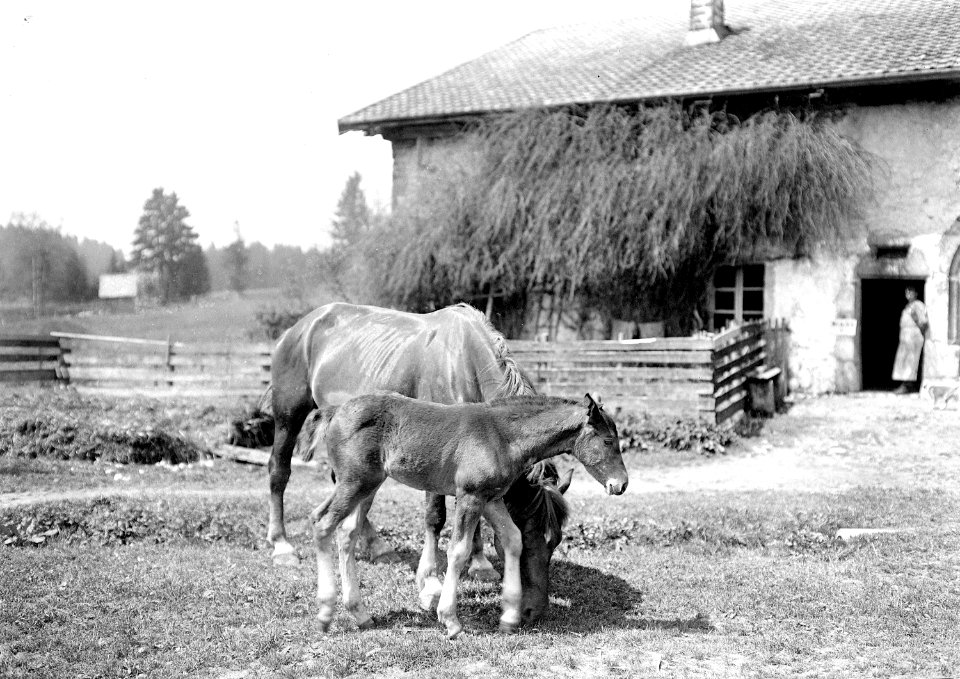 Pferd mit Fohlen vor Bauernhof - CH-BAR - 3241253