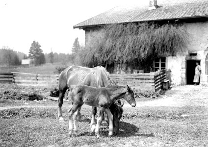 Pferd mit Fohlen vor Bauernhof - CH-BAR - 3241253