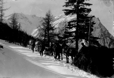 Pferdeschlittenkolonne - CH-BAR - 3237125