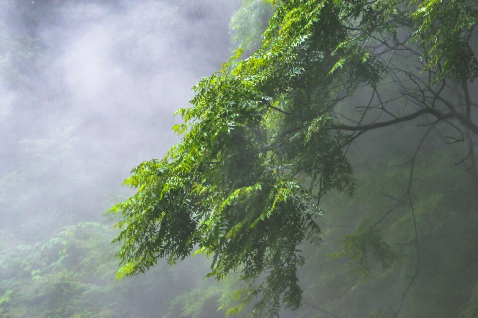 Highland green nature
