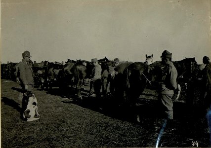 Pferdewartung in Fol. Vaga. (BildID 15521539) photo