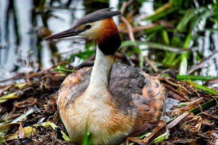 Breed water bird reed photo