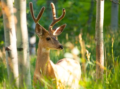 Grass mammal antler