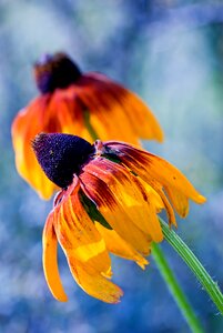 Beautiful plant summer