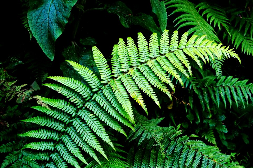 Lush verdant nature
