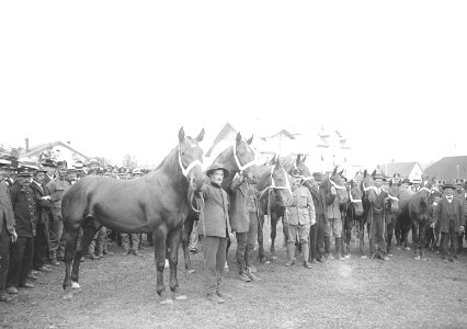 Pferde von Brillat Arthur am Marché-Concours des Chevaux - CH-BAR - 3239960