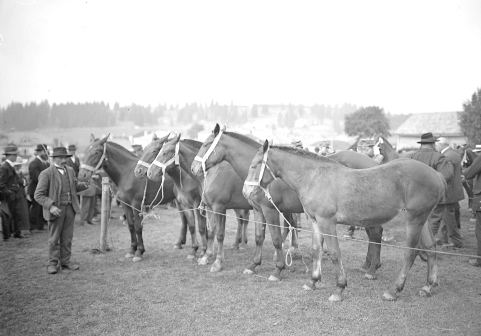 Pferde am Marché-Concours des Chevaux - CH-BAR - 3239961