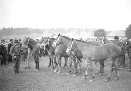 Pferde am Marché-Concours des Chevaux - CH-BAR - 3239961