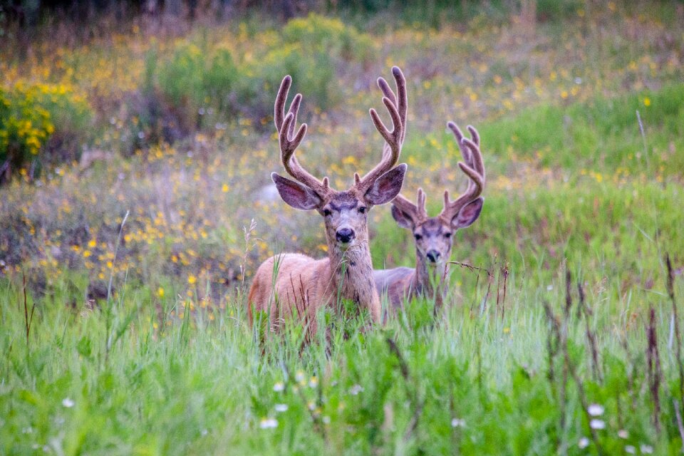 Buck wildlife field