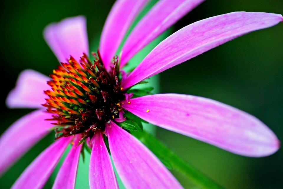 Plant summer garden