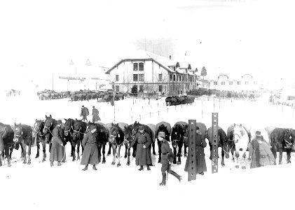 Pferde, die auf die Abschatzung warten - CH-BAR - 3240305 photo