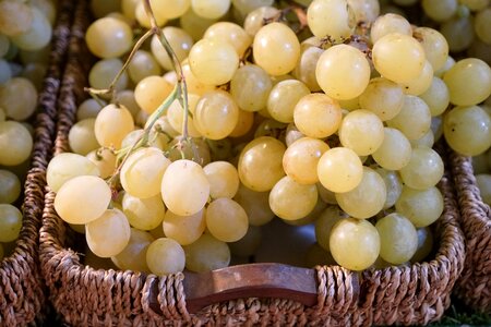 Winegrowing gasthof to grape photo