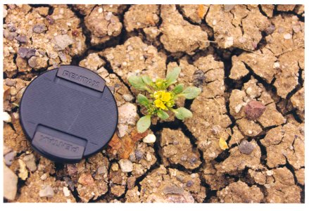 Phacelia lutea flowering in SW Idaho
