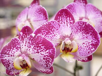 Flora tropical petal
