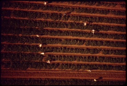 Pickers-in-field-near-el-centro-may-1972 6990374936 o