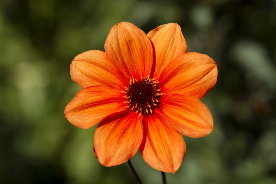 Flower dahlia garden dahlia flower