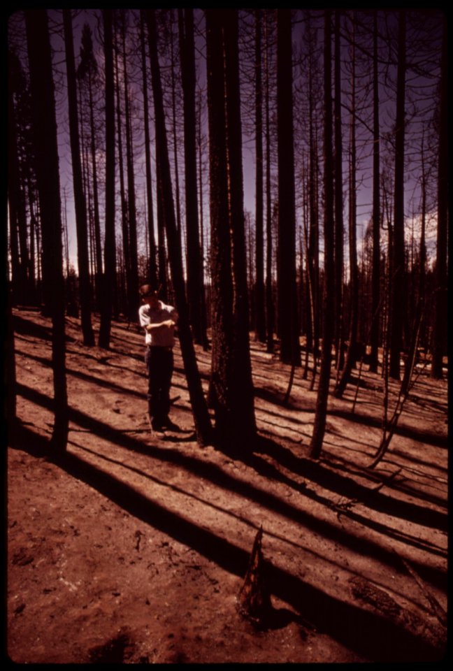 Pickering-forester-joe-dillard-cuts-burned-bark-to-expose-unharmed-wood-of-white-fir-tree-september-1973 7153061959 o