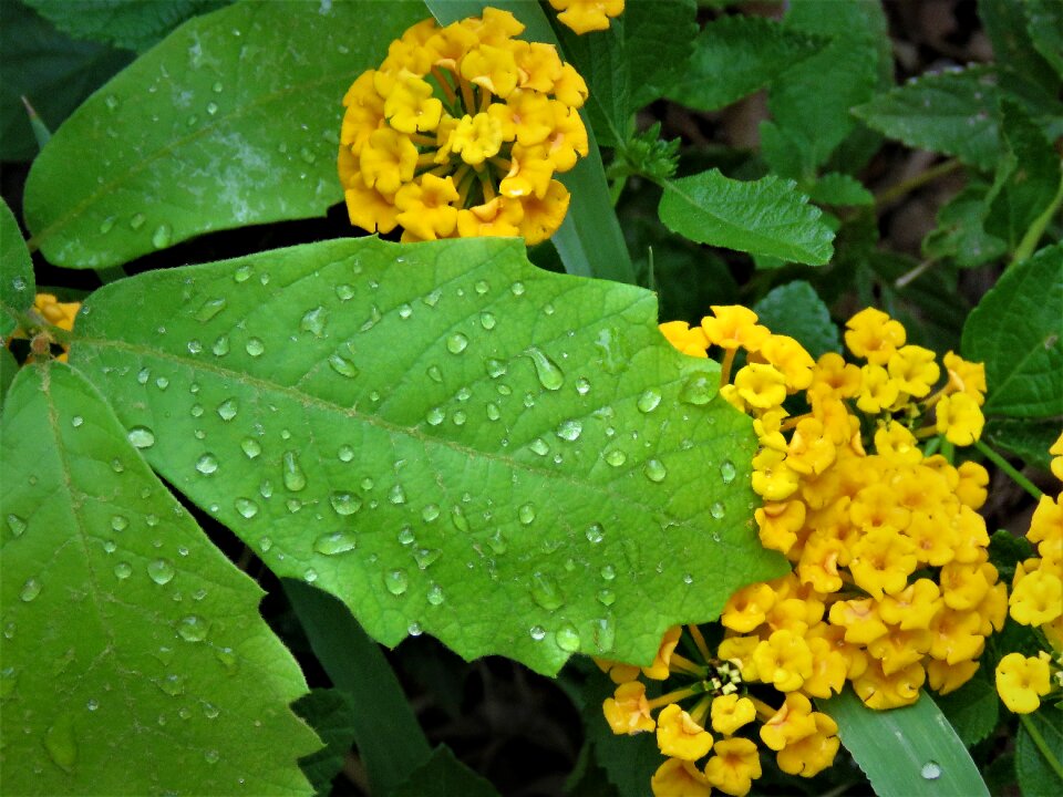 Green leaf yellow flowers garden