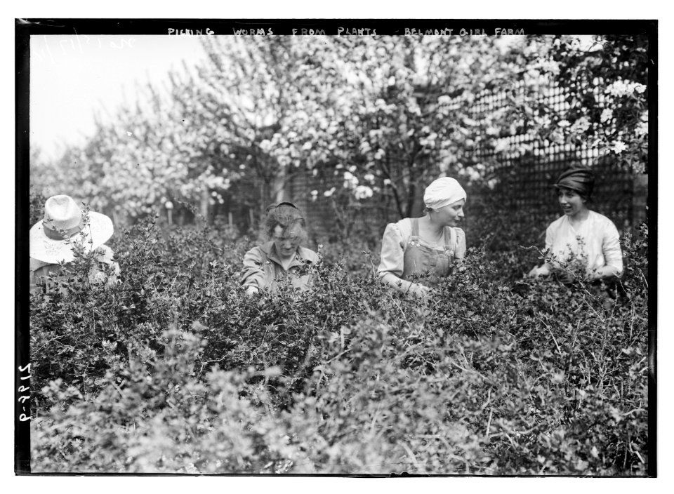 Picking worms from plants, Belmont girls farm LCCN2014689196