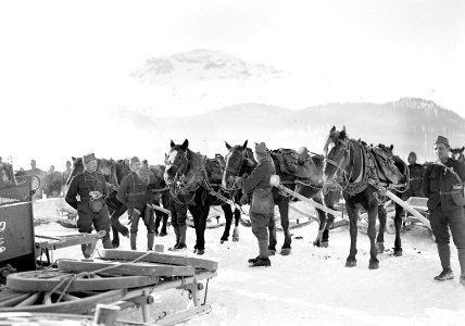 Pferde und Soldaten der Feldartillerie - CH-BAR - 3239383