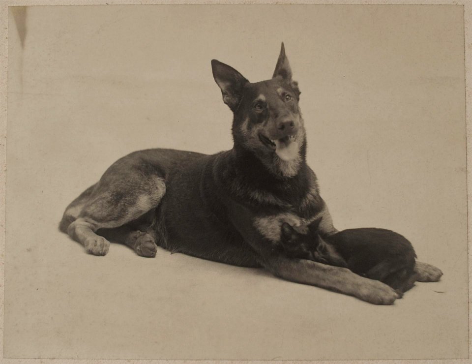 Photographies par Otto Wegener - Hôtel de vente Drouot - 2018 - 44