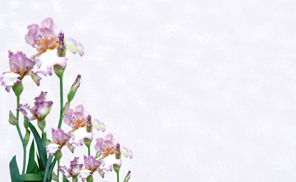 Iris flowers decoration