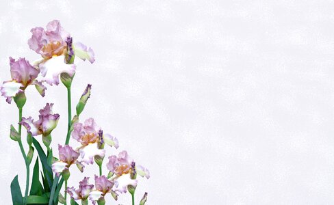 Iris flowers decoration