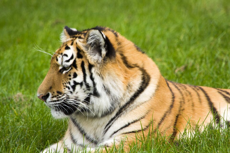 Big cat wildlife feline