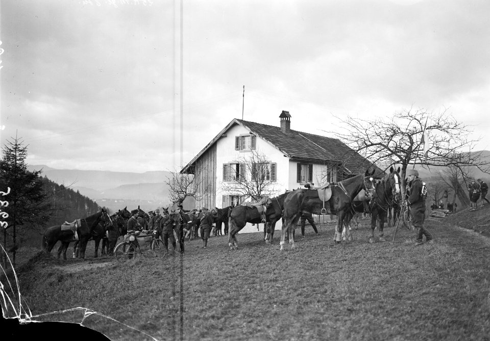 Pferde der Meldeläufer - CH-BAR - 3239303