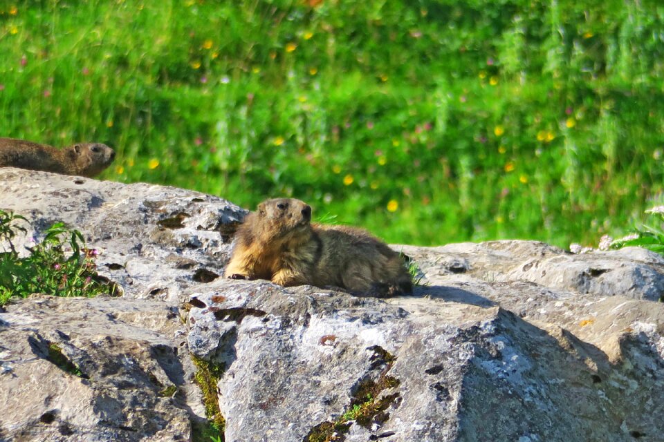 Mountain marmot wild animal