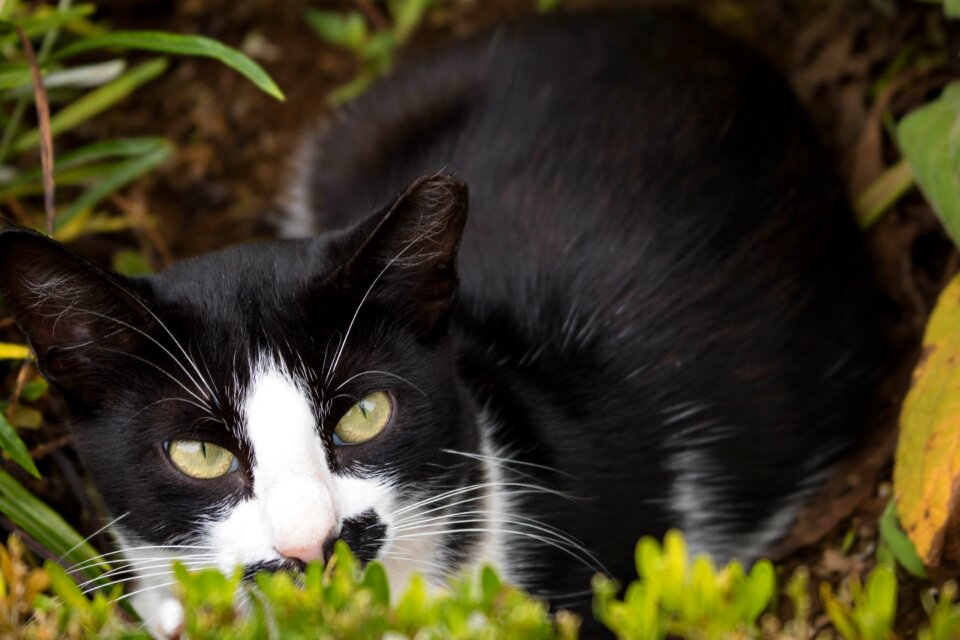 São miguel animal cat