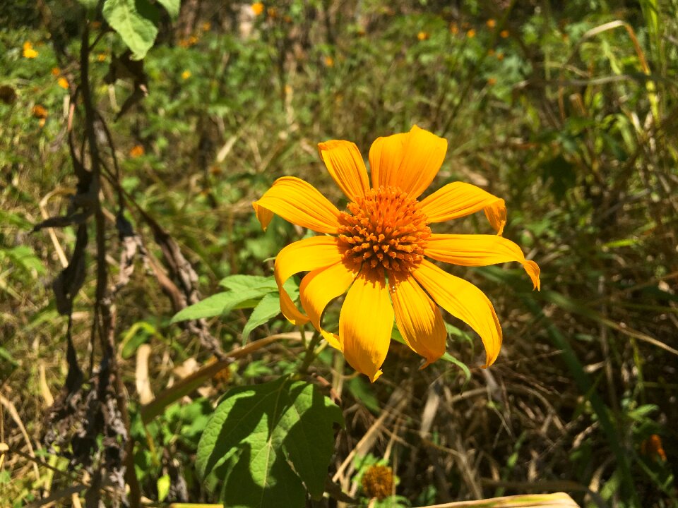 Spring plant petal
