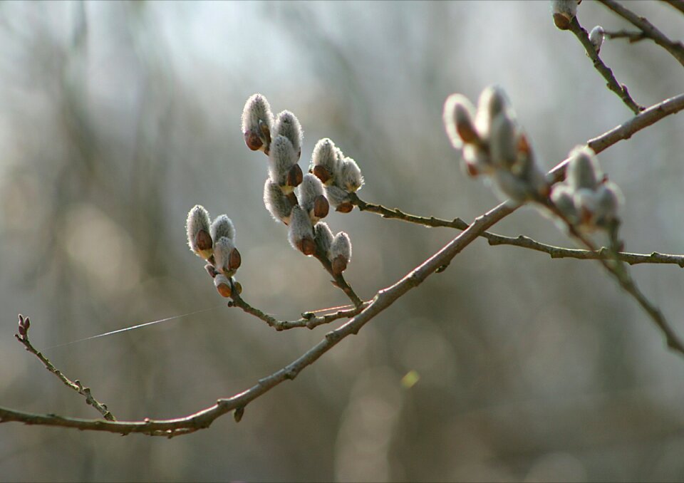 Plant willow catkin bud