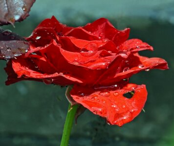 Red rose red roses
