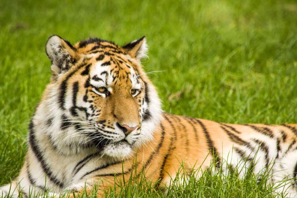 Big cat stripes safari