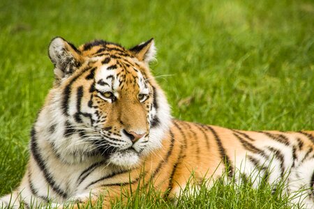 Big cat stripes safari photo
