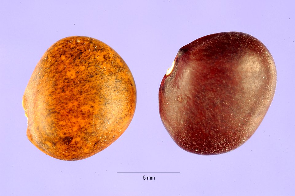 Phaseolusmaculatus