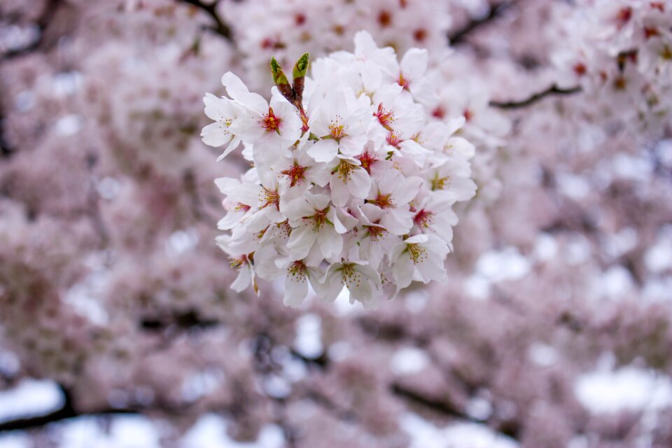 Spring in full bloom like the pink color